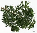 SpeciesSub: 'Sargentii' (T.baccata × T.cuspidata)